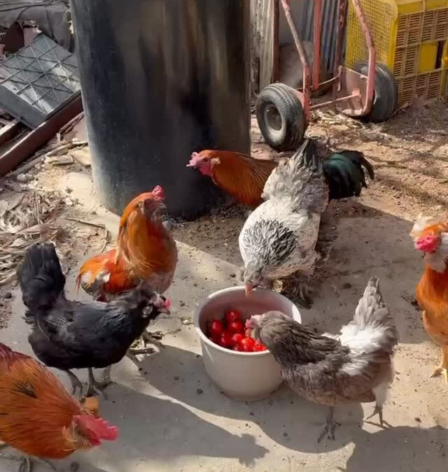 毎日新鮮なミニトマトを食べているアローカナたち