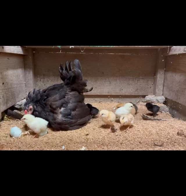生まれたてのアローカナのヒヨコとアローカナの母鶏