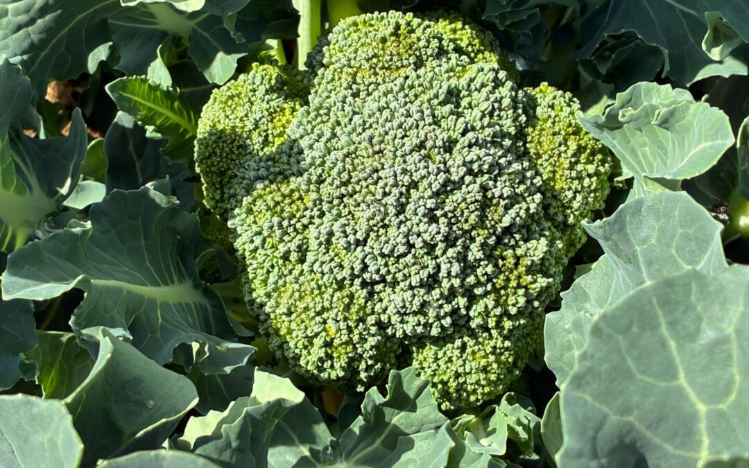 ブロッコリー販売中です