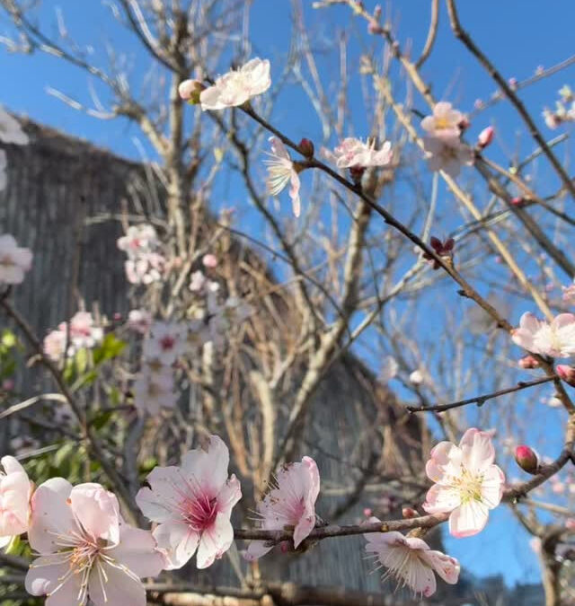 アーモンドの花