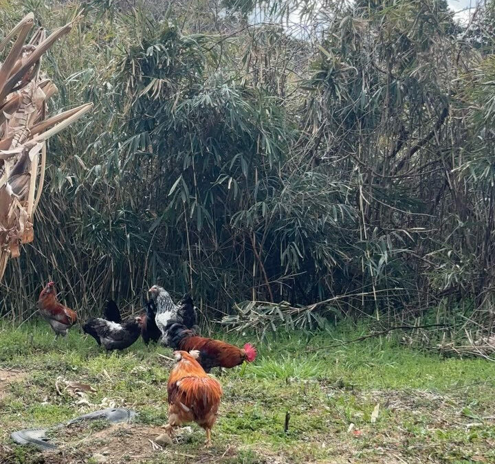 アローカナの卵と名古屋コーチンの卵