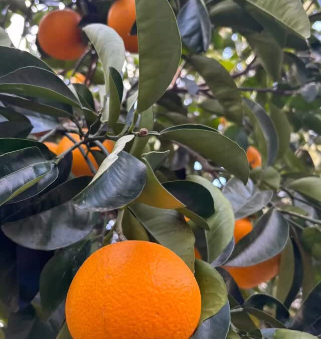 八朔たくさん採れました✨