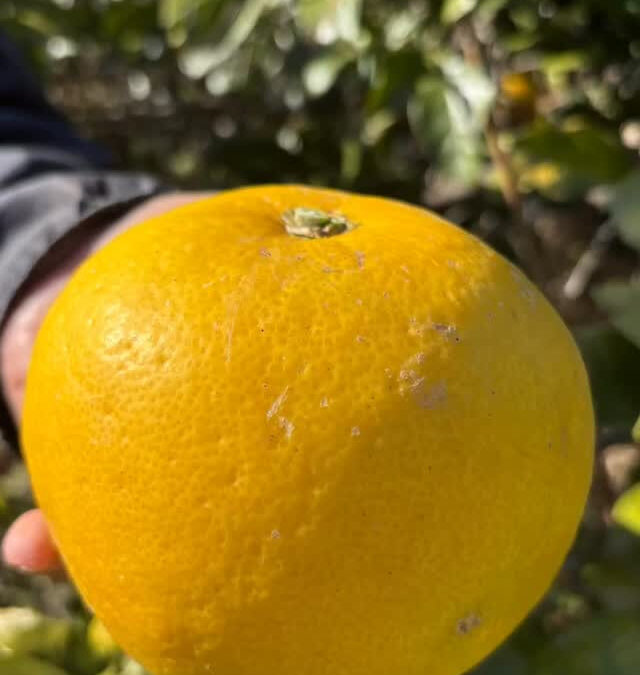 文旦(ぶんたん)