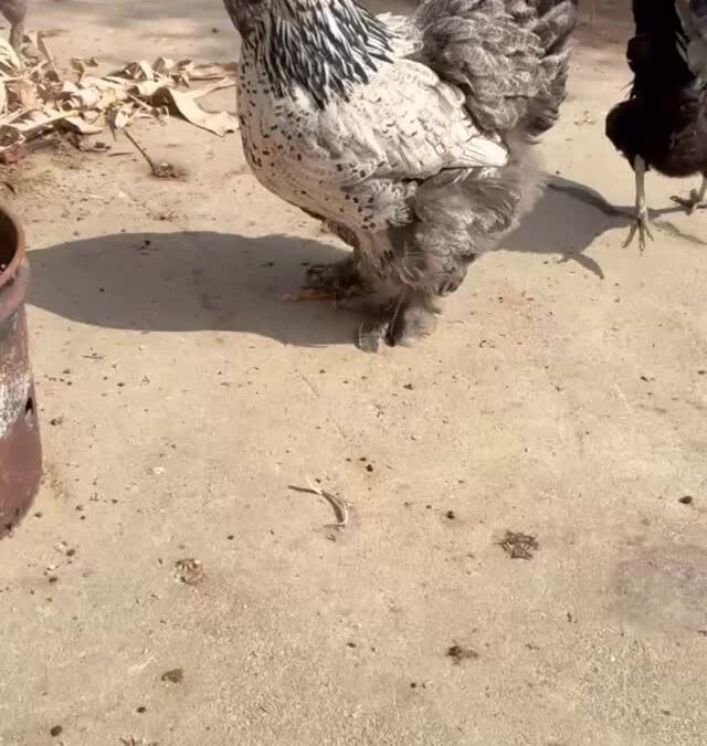 ブラマという種類のニワトリが１羽