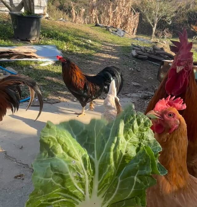 収穫した白菜の外側の葉っぱは