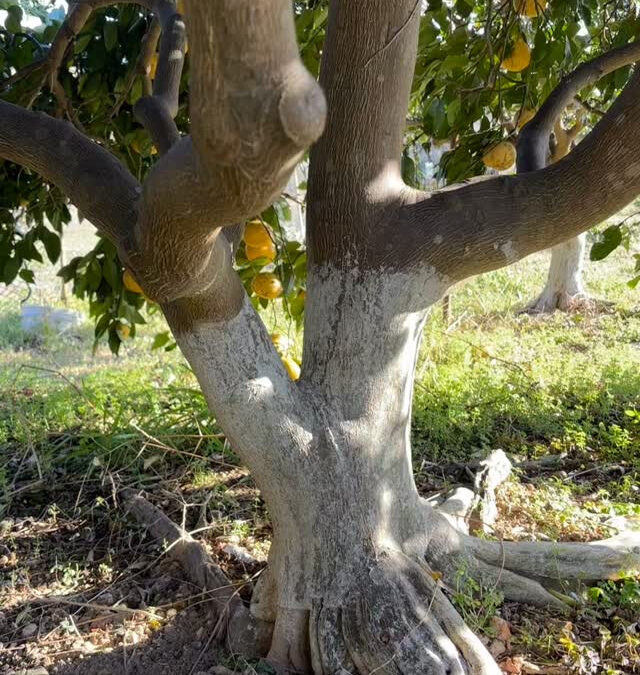 グレープフルーツたくさん収穫してきました♪