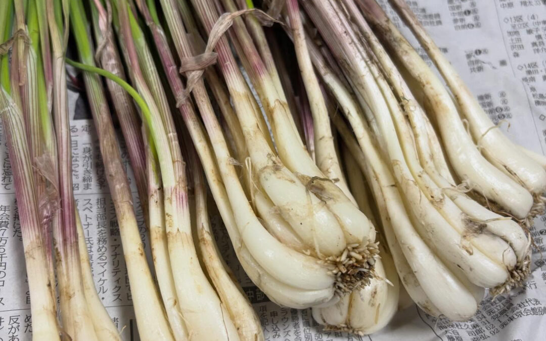 島らっきょ販売中です‼️