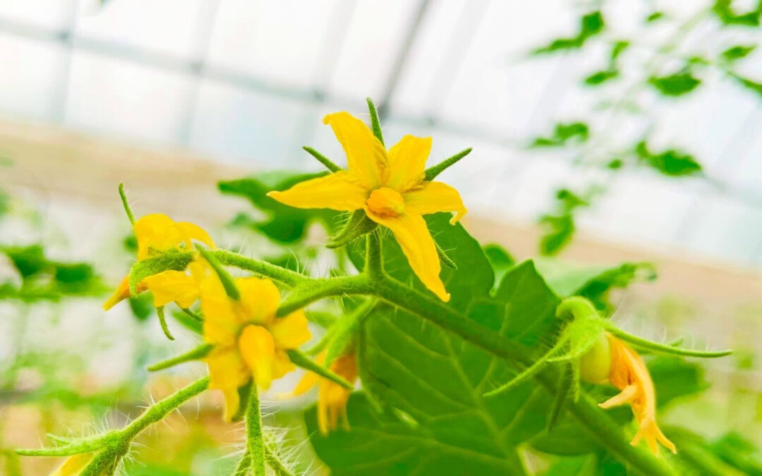 ミニトマトの花