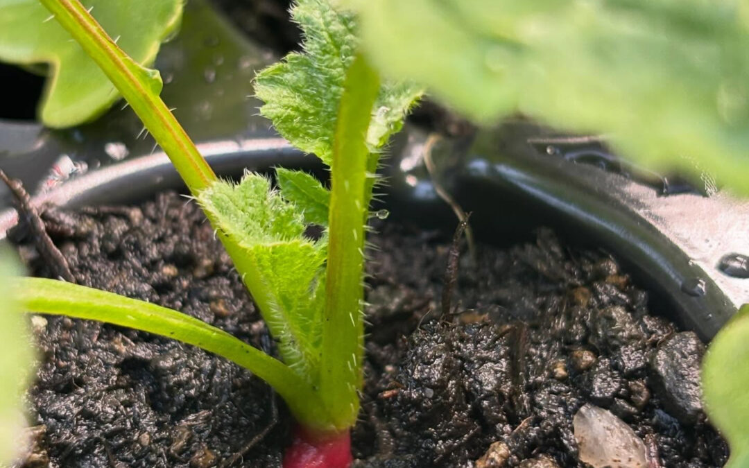 まだまだ小さいですが、