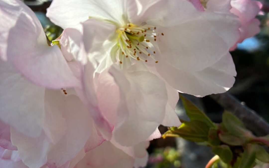 本日デポの飾ってあるお花は、