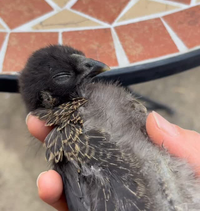 とっても眠いアローカナのひよこ